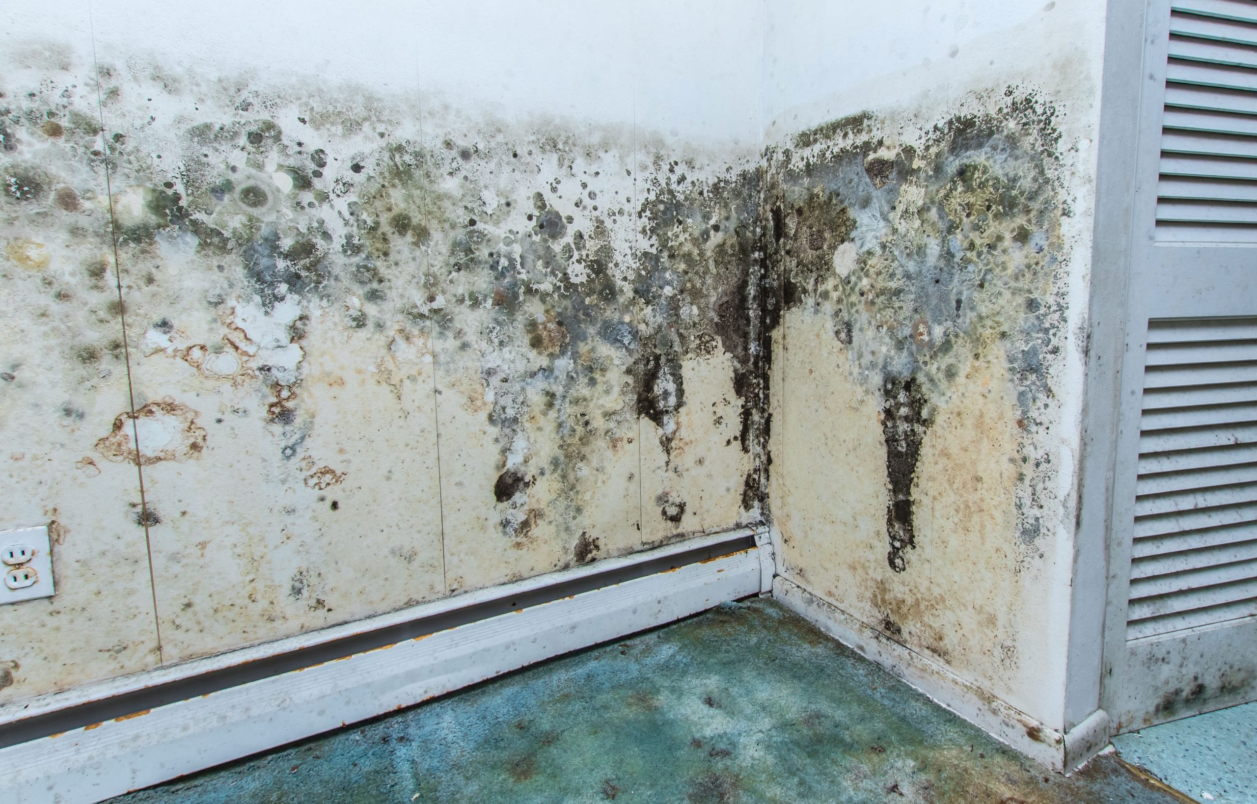 residential mold removal experts in Boca Raton